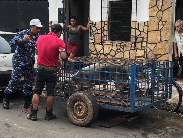 APÓS DENÚNCIAS SECRETARIA DE MEIO AMBIENTE FECHA CRIADOURO DE PORCOS EM TRIZIDELA DO VALE.